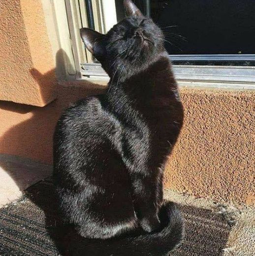 Gatinho tomando banho de sol 