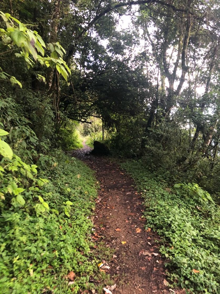 Lugar Parque Nacional La Tigra