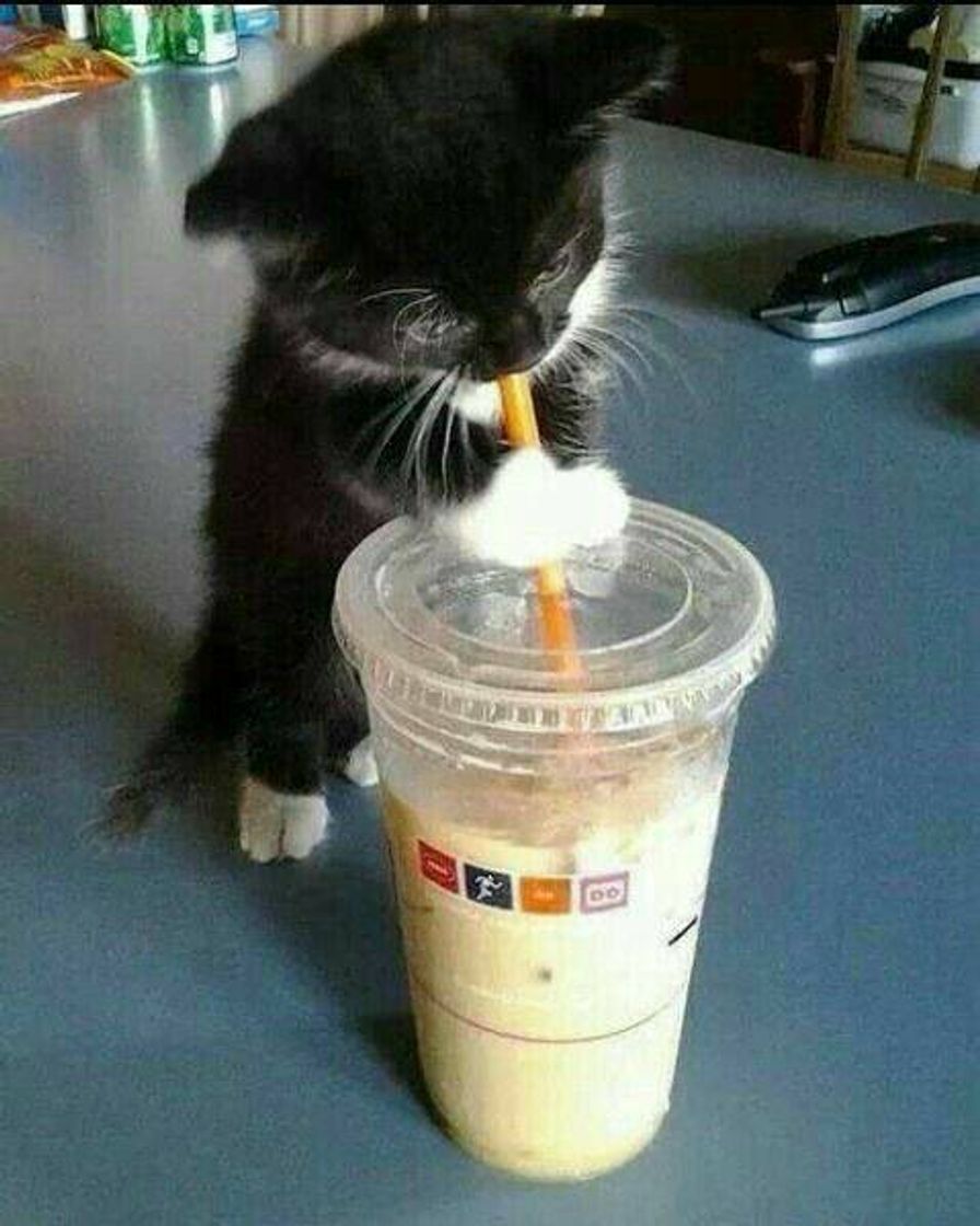 Moda Gatinho tomando milk shake🥺