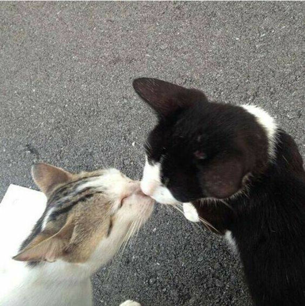 Moda gatinhos se beijando🥺