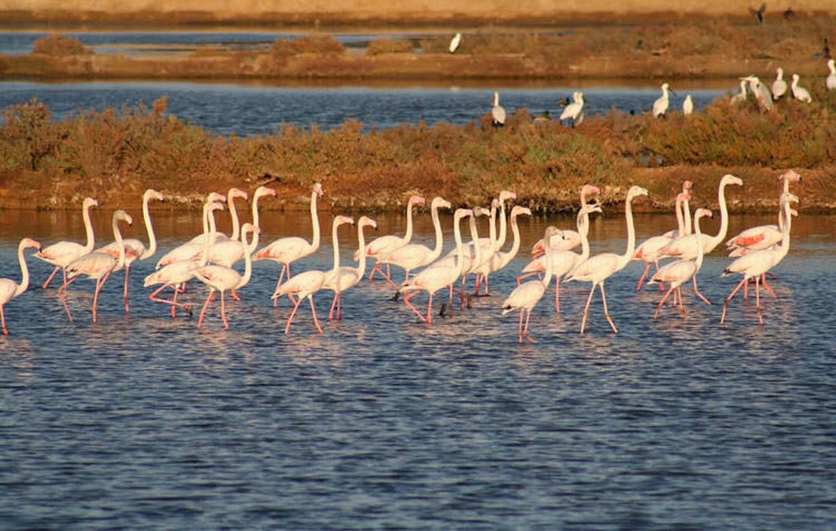 Lugar Ria Formosa Natural Park