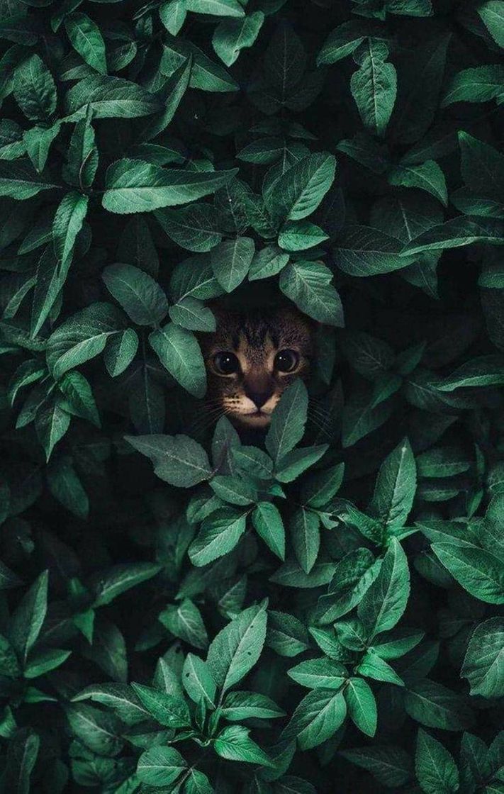 Fashion 🐱🍃