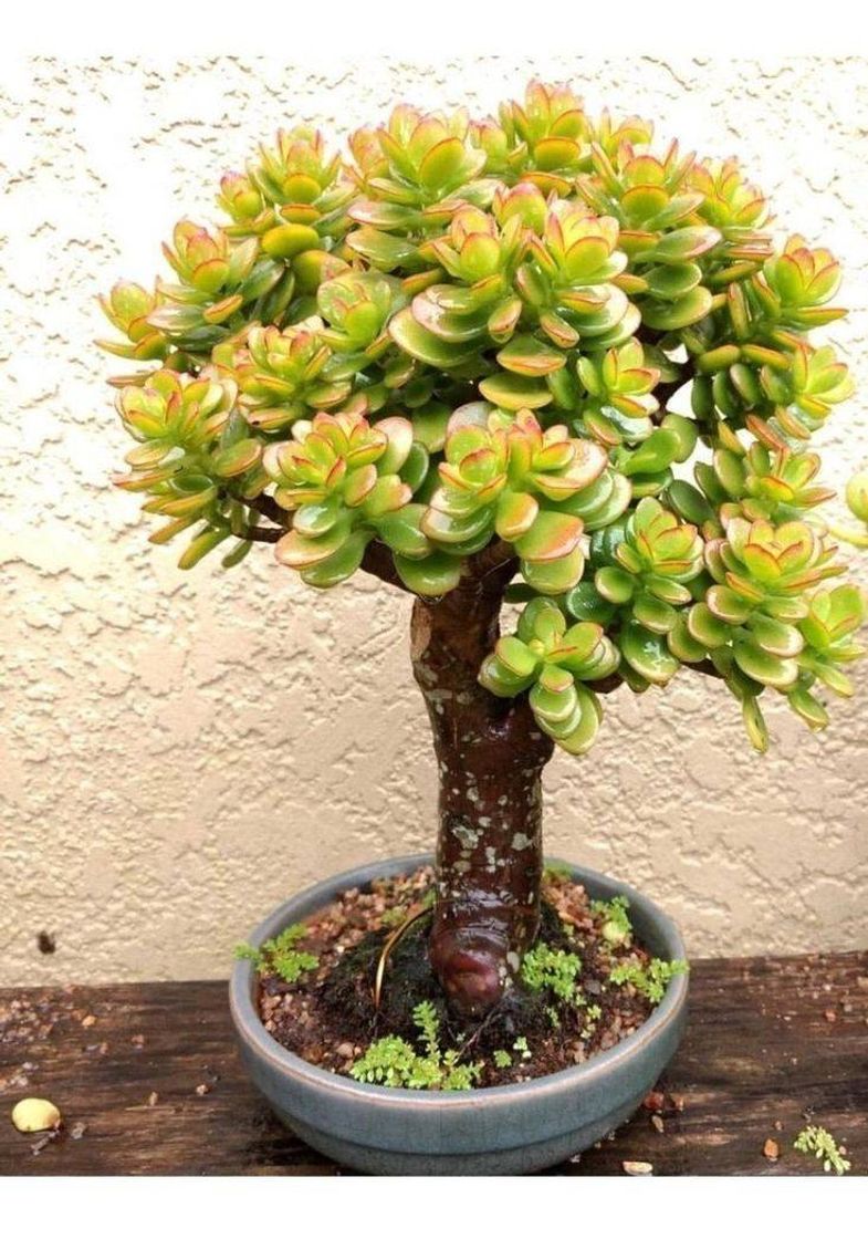 Moda Essa suculenta lembra muito bonsai 🤩