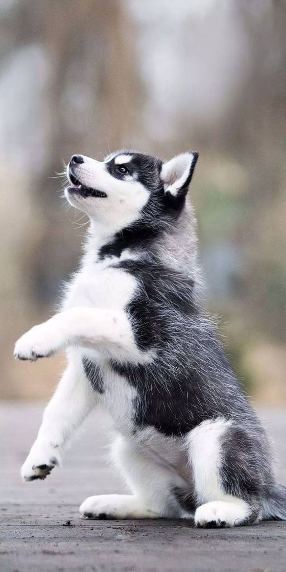 Fashion Filhote da raça Husky Siberiano 😍