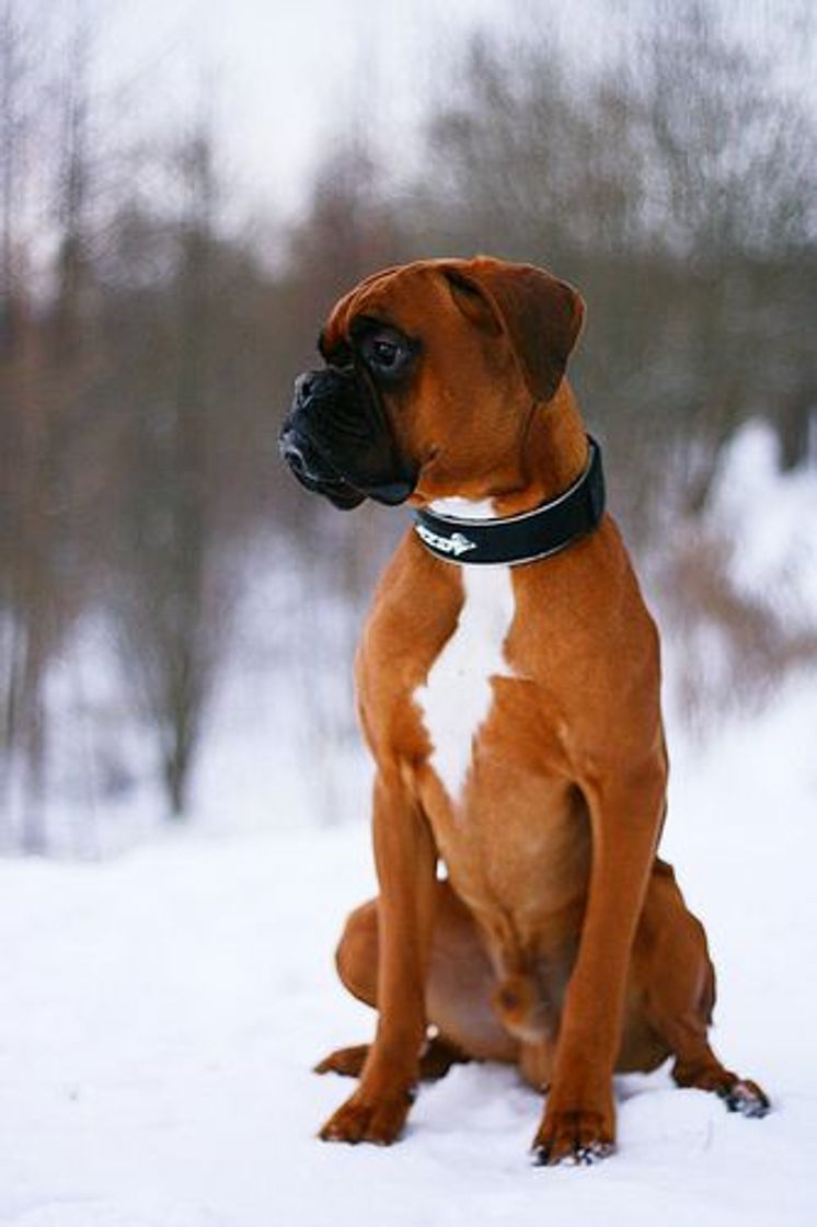 Fashion Boxer Dog