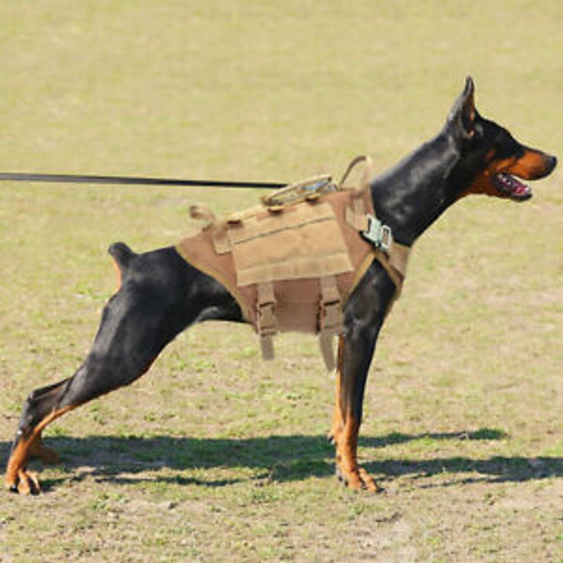 Fashion Doberman