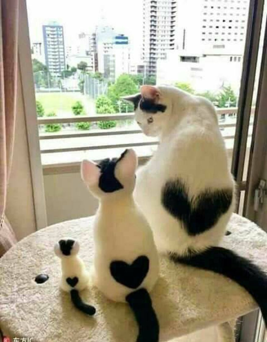 Fashion FAMILIA CAT