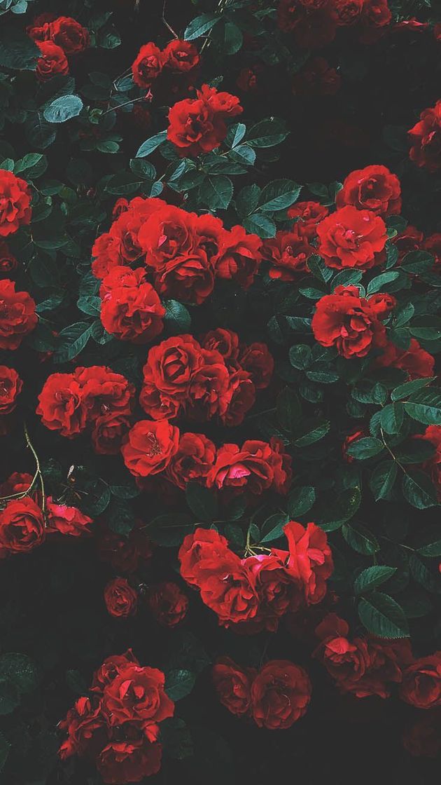 Social Wallpaper flor