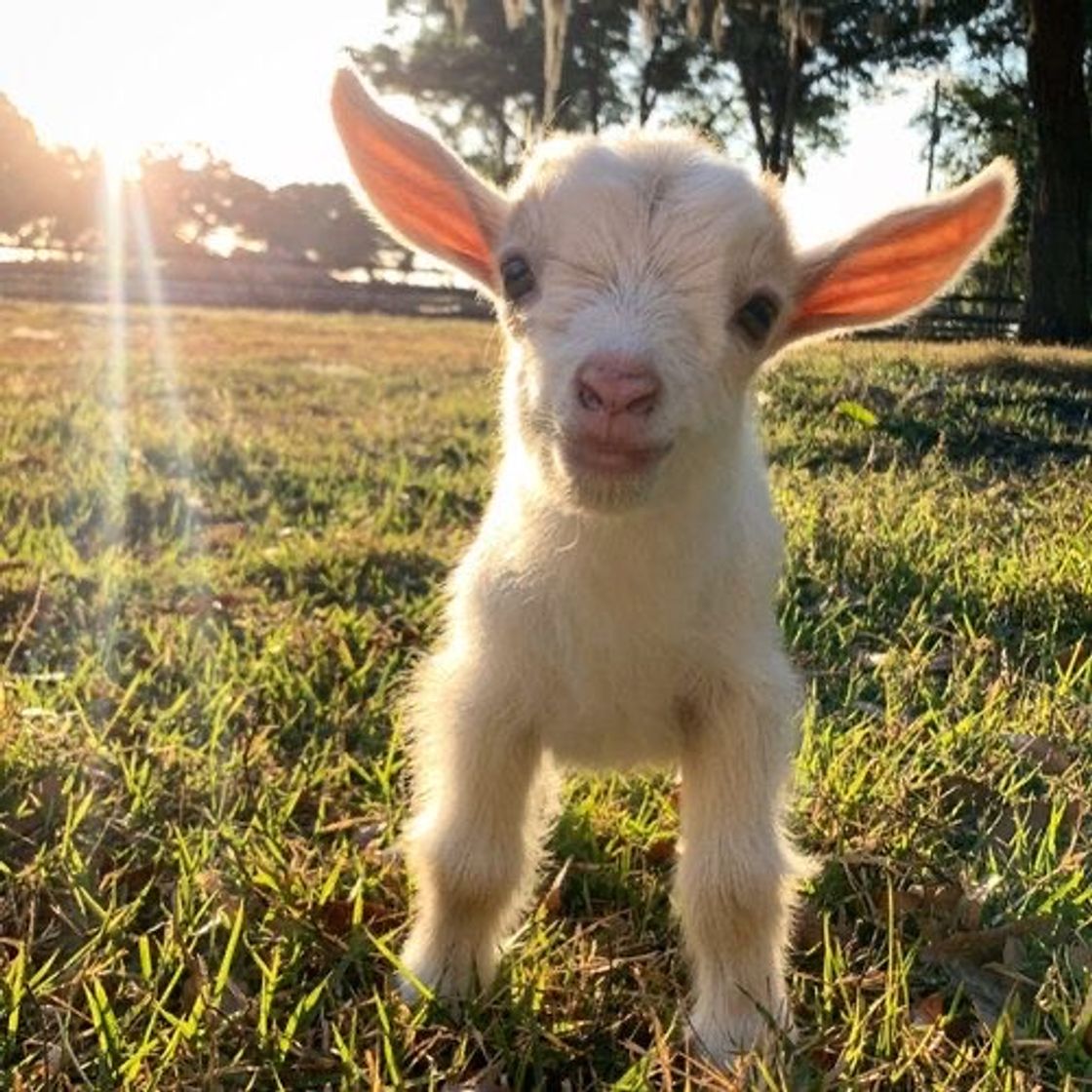 Fashion Cabritinho 🐑