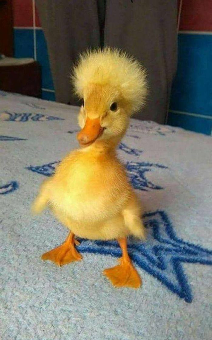 Moda Patinho cabeludo 🐤