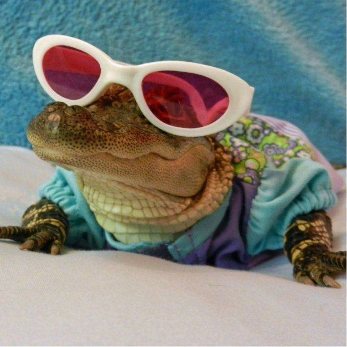 Fashion Jacaré estiloso 🐊😎