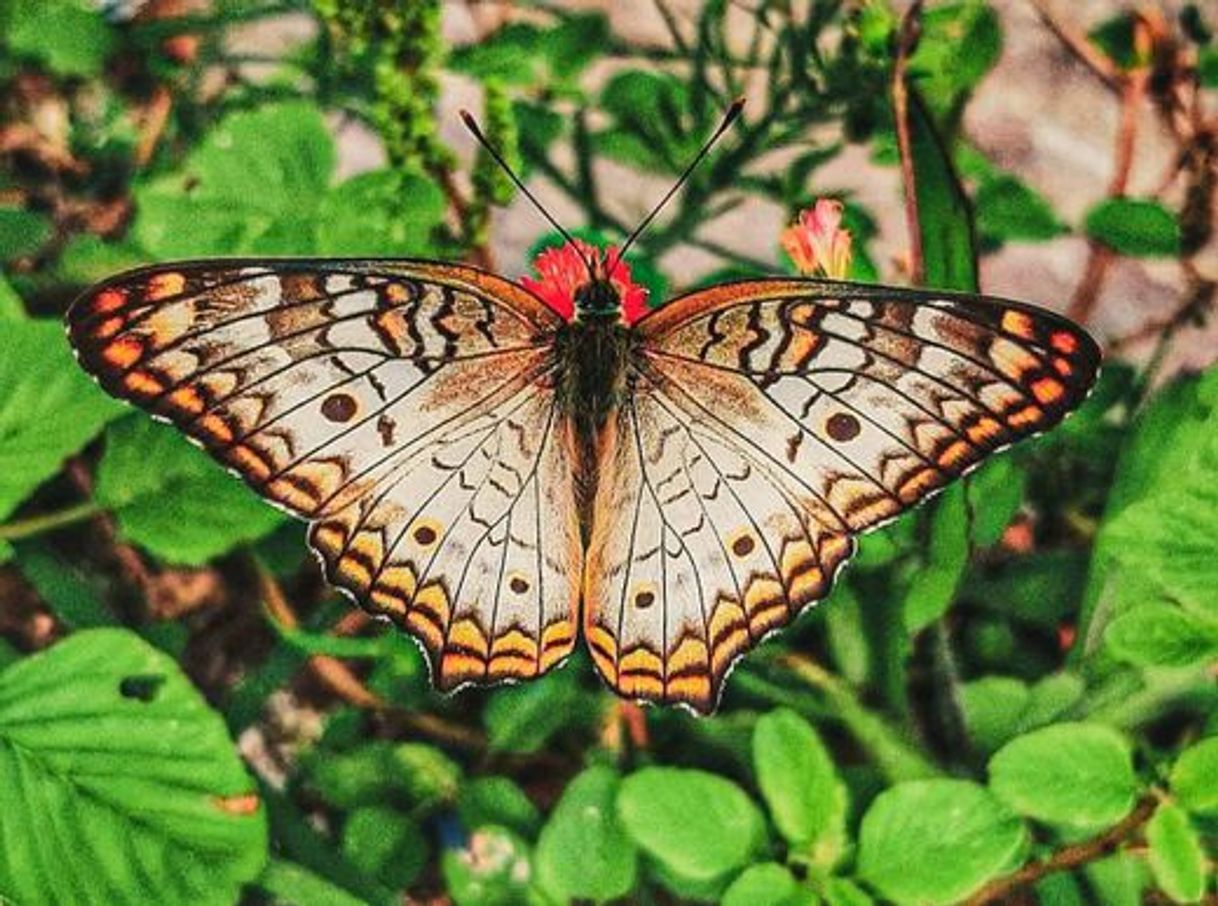 Social Fotografia 📷 