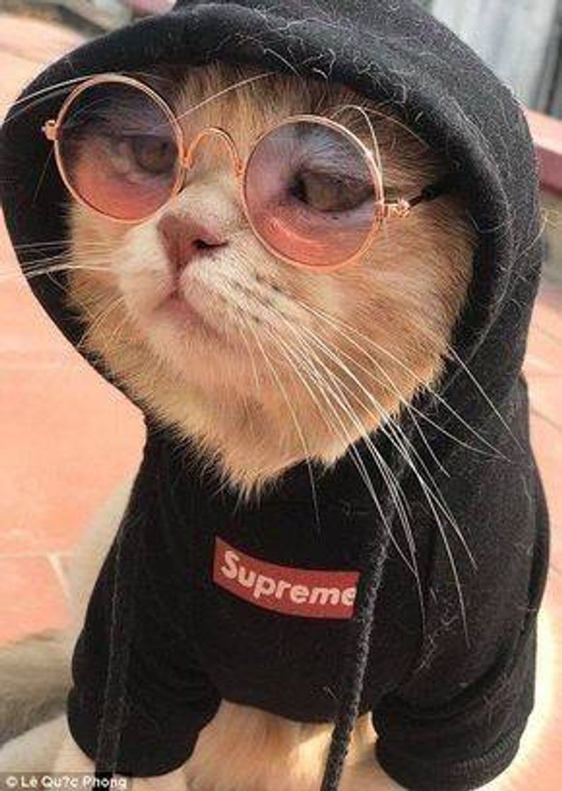 Moda Mó gatinho