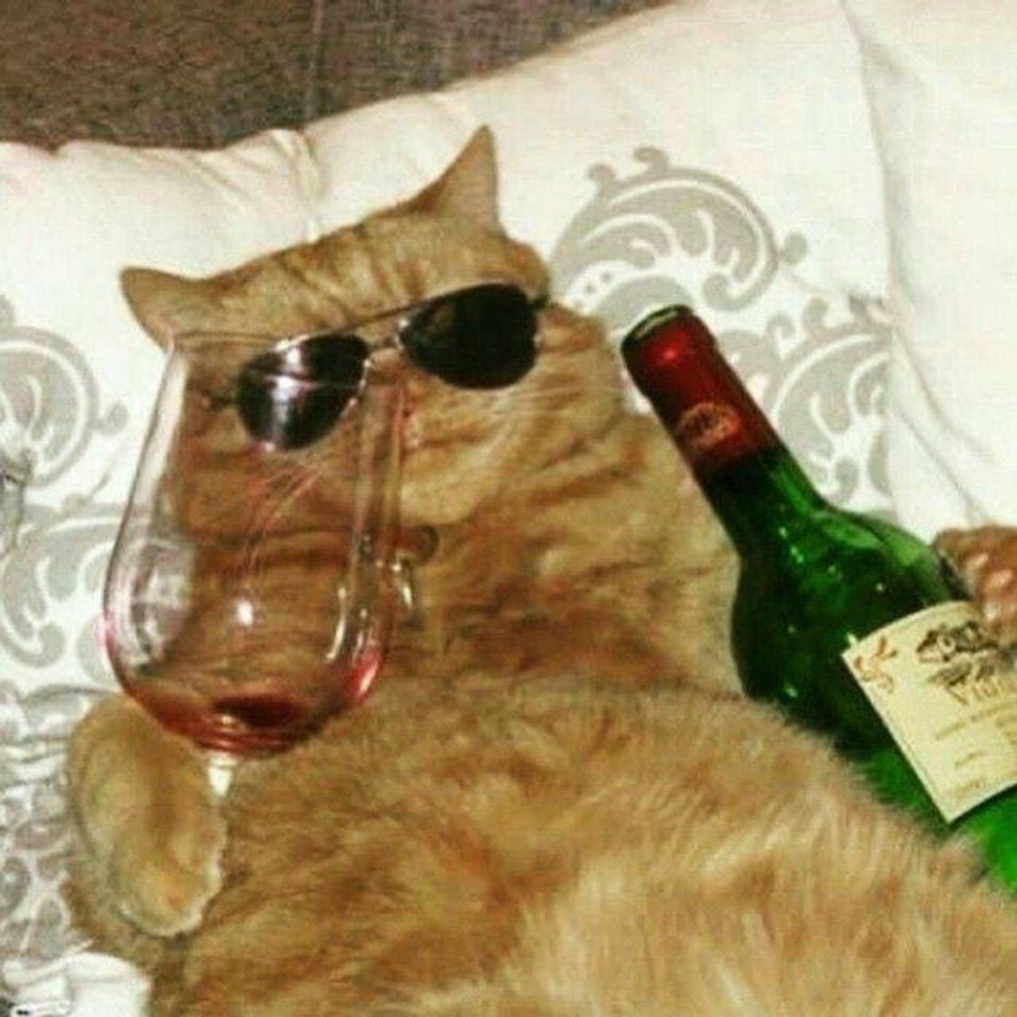 Moda Gato com vinho