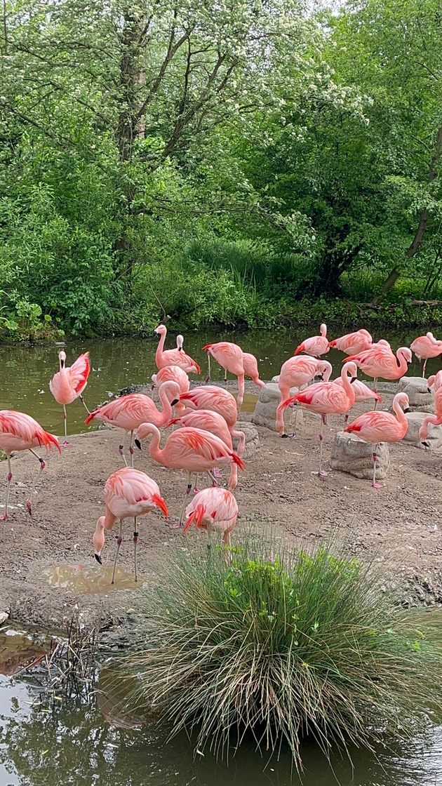 Lugar Zoo Zürich