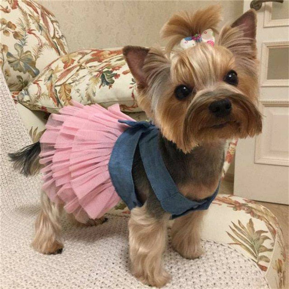 Fashion Moda Pet