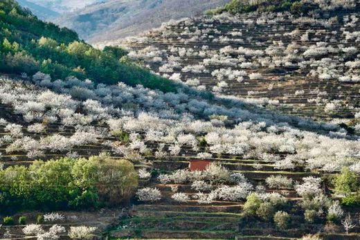 Valle del Jerte vistas de los cerezos