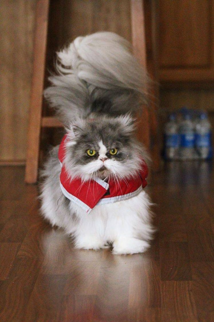 Social Gato