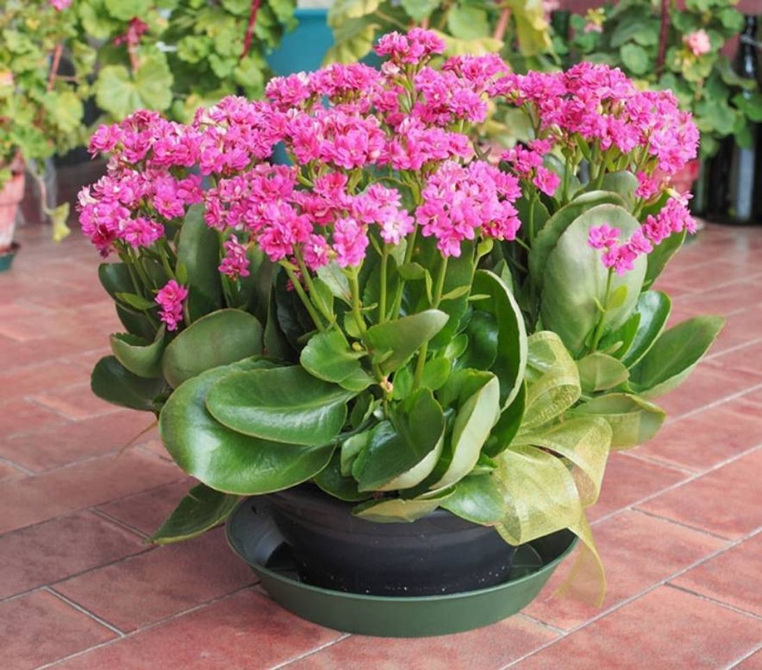 Moda Kalanchoe