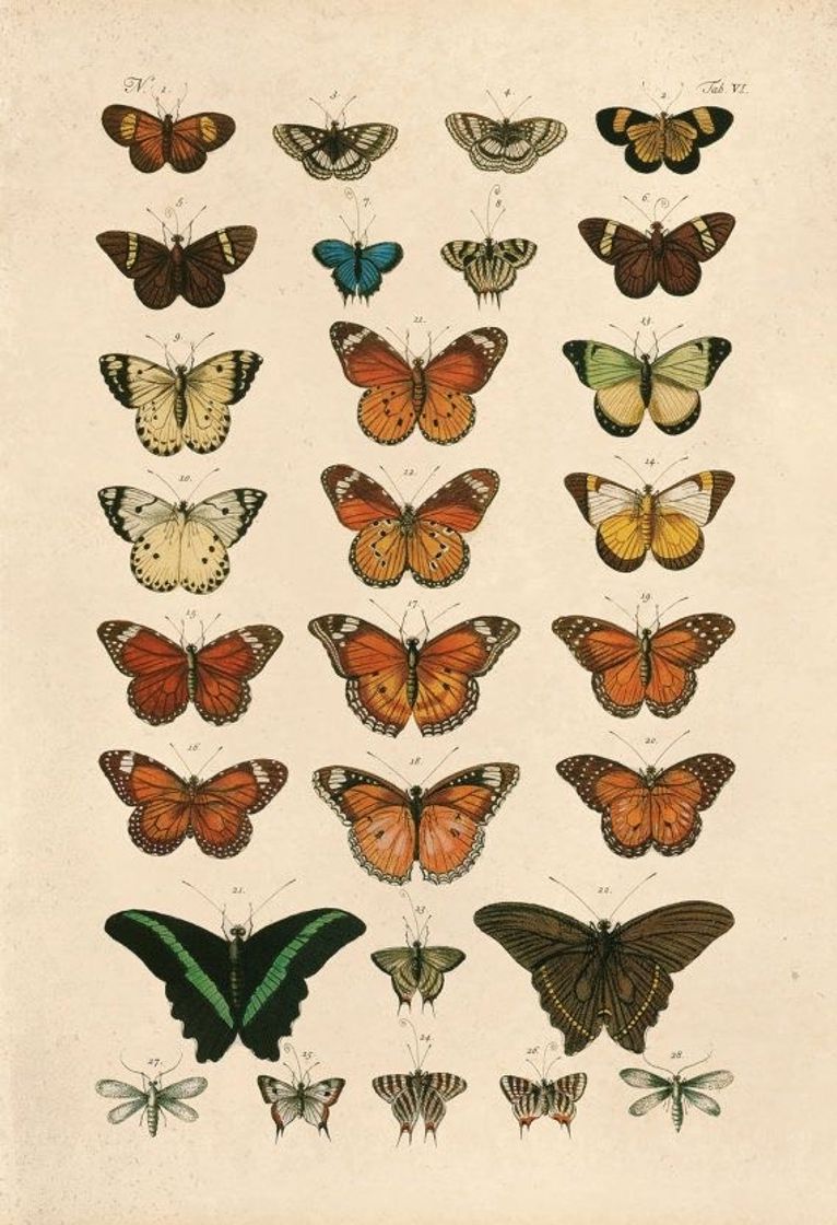 Social Vintage Butterfly✨