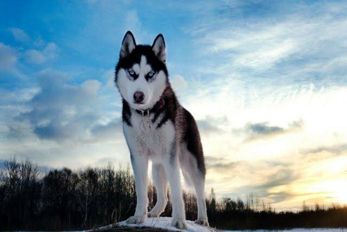 Moda Husky Siberiano