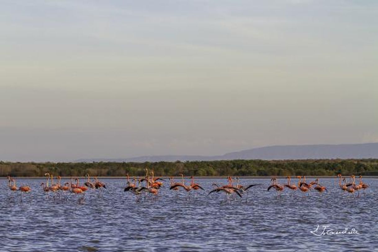 Lugares Santuario de Fauna y Flora Los Flamencos