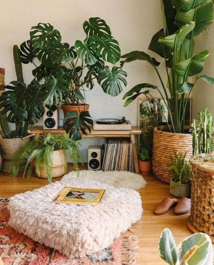 ideia de plantas em casa