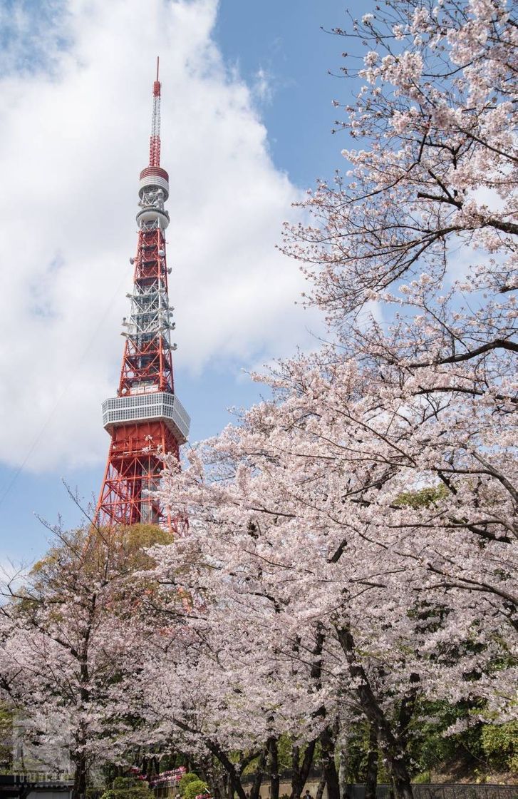 Fashion Sakuras in 🇯🇵