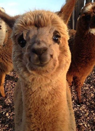 Smily alpaca