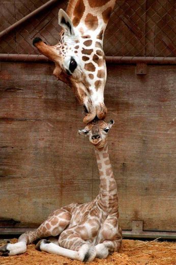 Cute giraffe