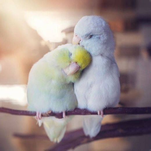Cute birds