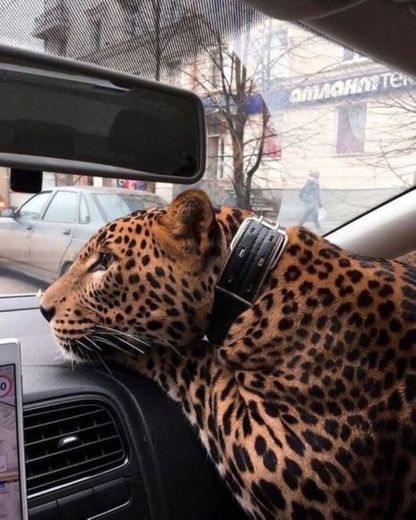 🐆 