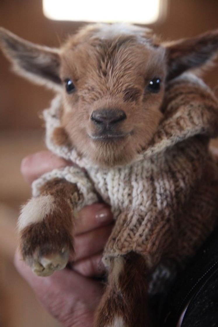 Fashion Baby goat