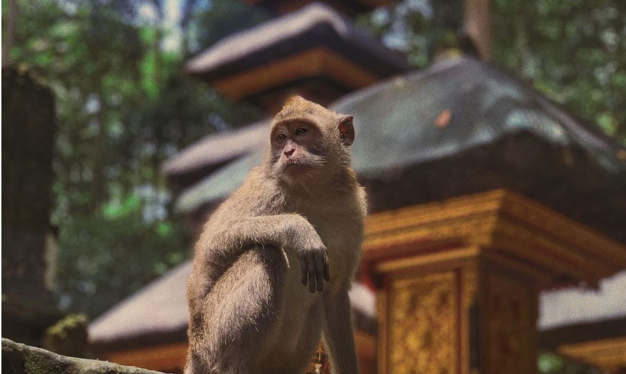 Place Monkey forest