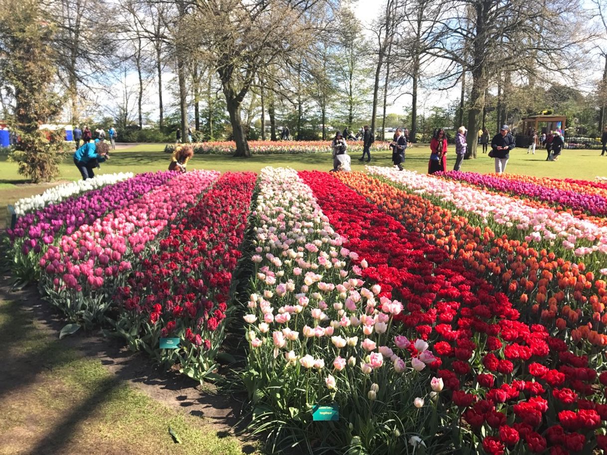 Lugar Keukenhof