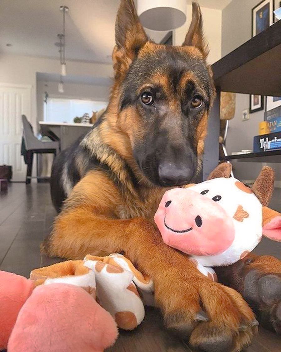 Social Pastor Alemão 