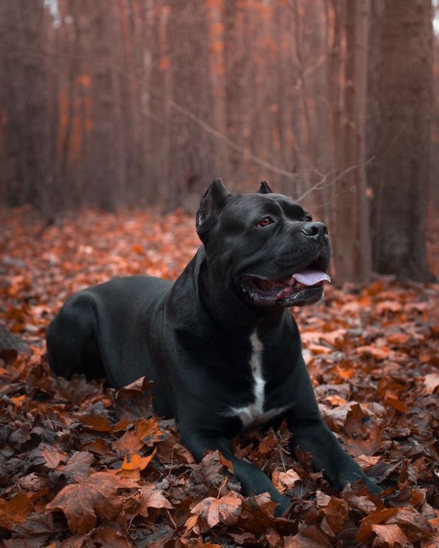 Moda Cane Corso