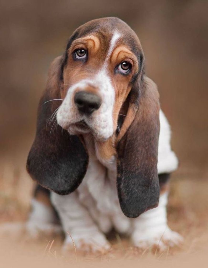 Moda Basset Hound 