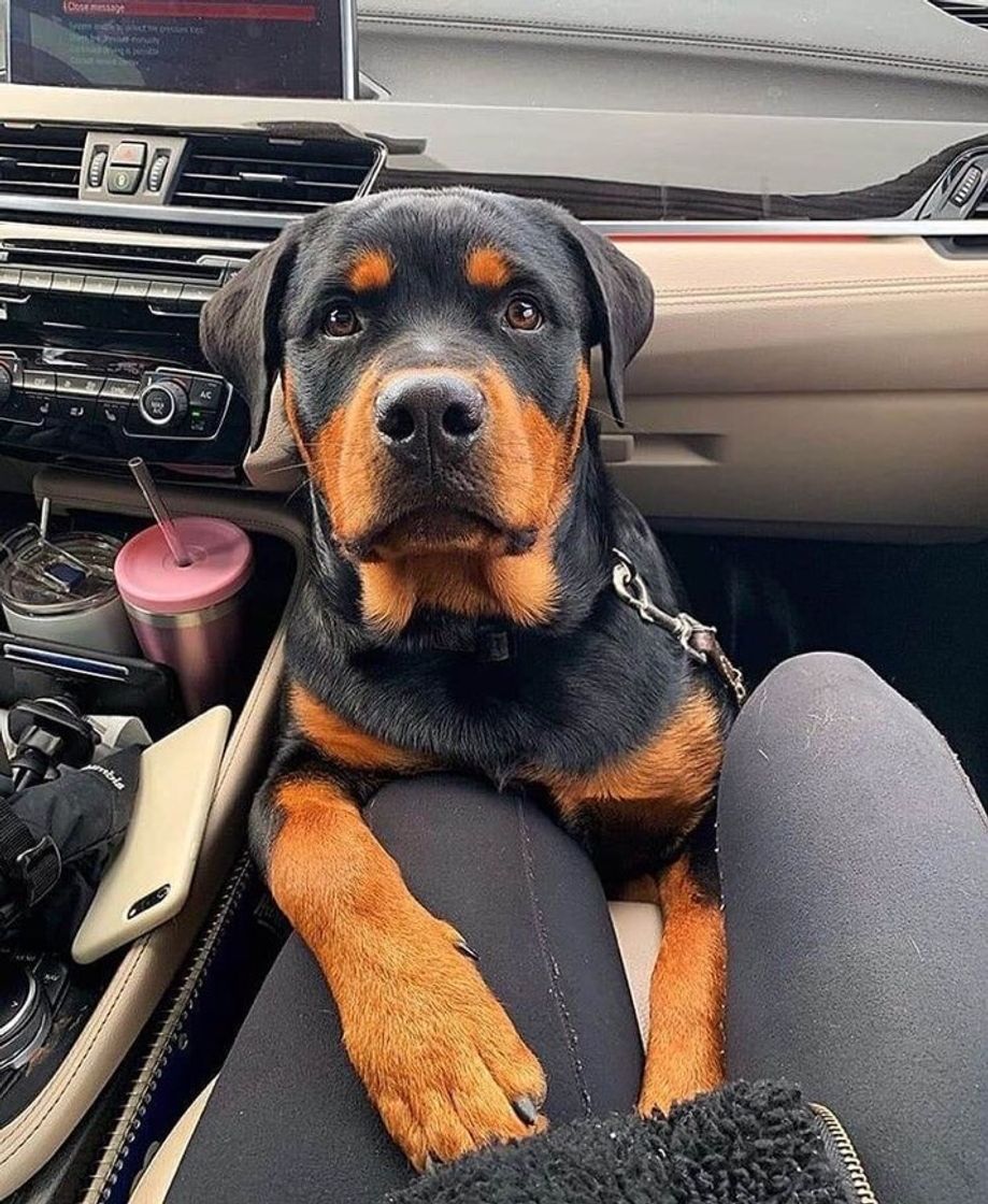 Social Rottweiler