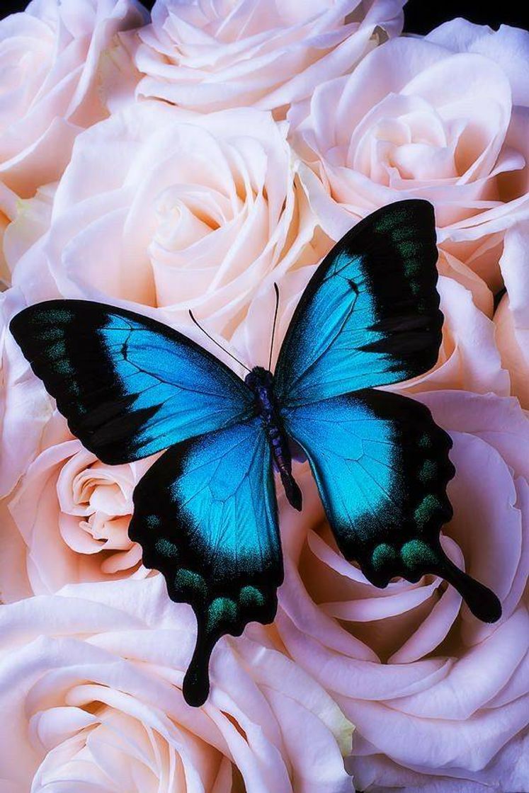 Moda blue butterfly