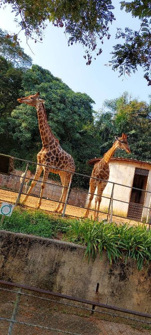 Lugar Zoológico de São Paulo