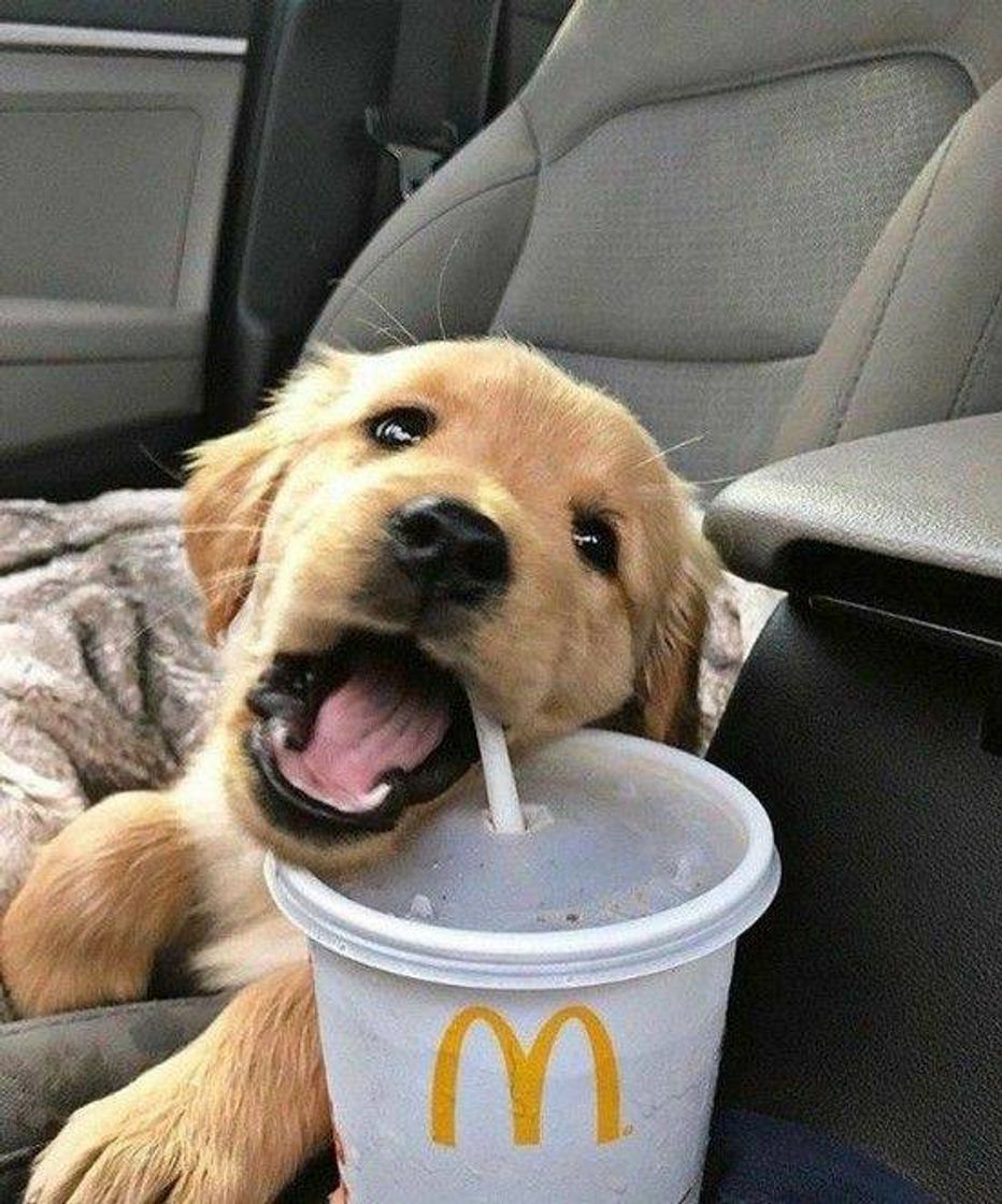 Moda Funny Dogs That Will Make Your Day