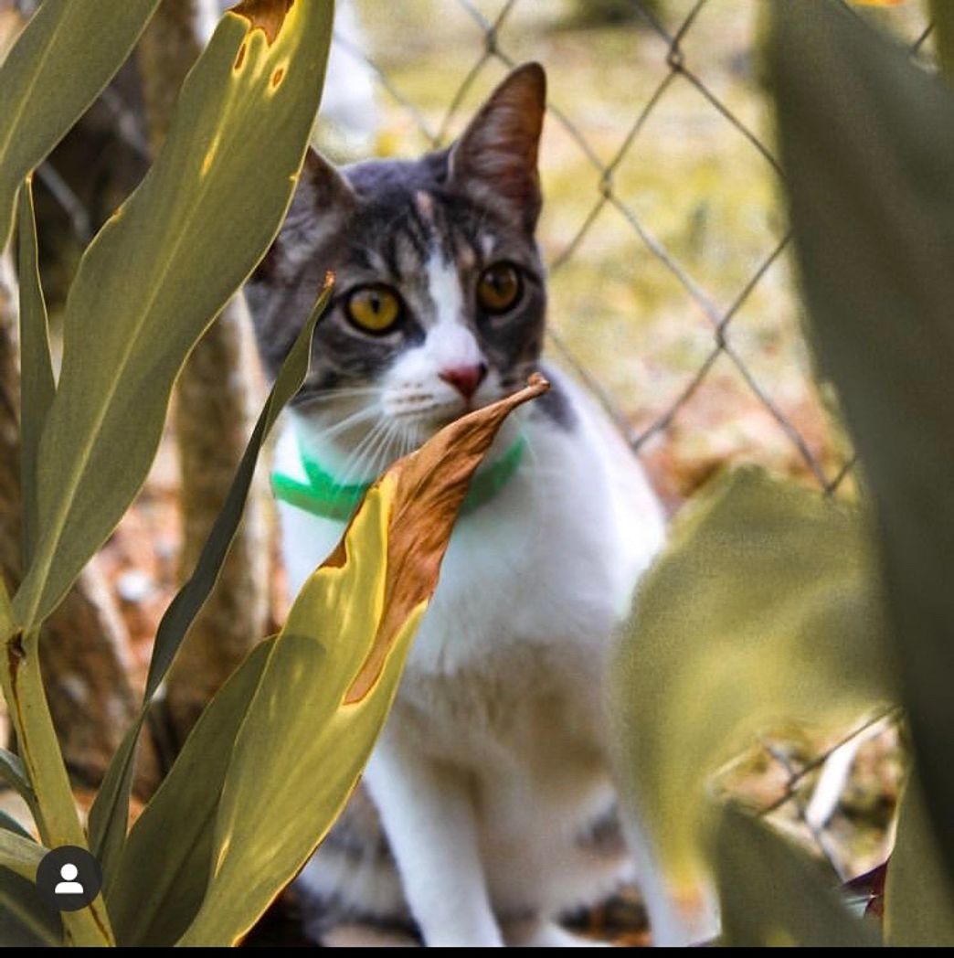 Fashion Fotos de gatos 🐈🐾