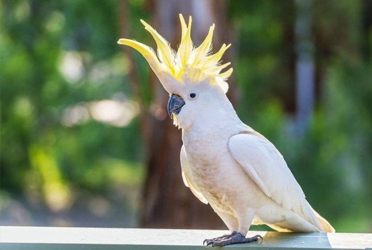 Fashion Cacatua