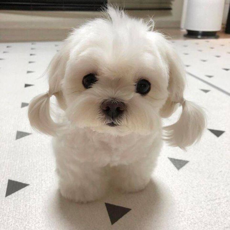 Moda Cachorrinho com penteado estiloso 