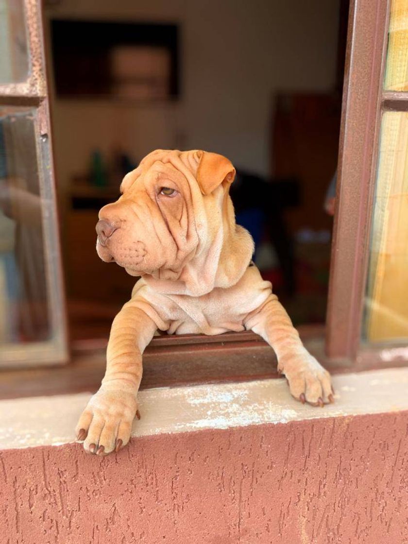 Moda Raça sharpei