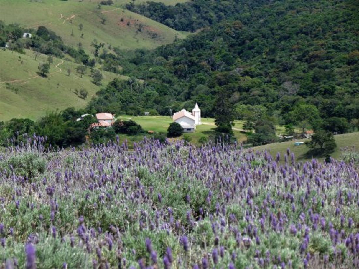 Place O Lavandário