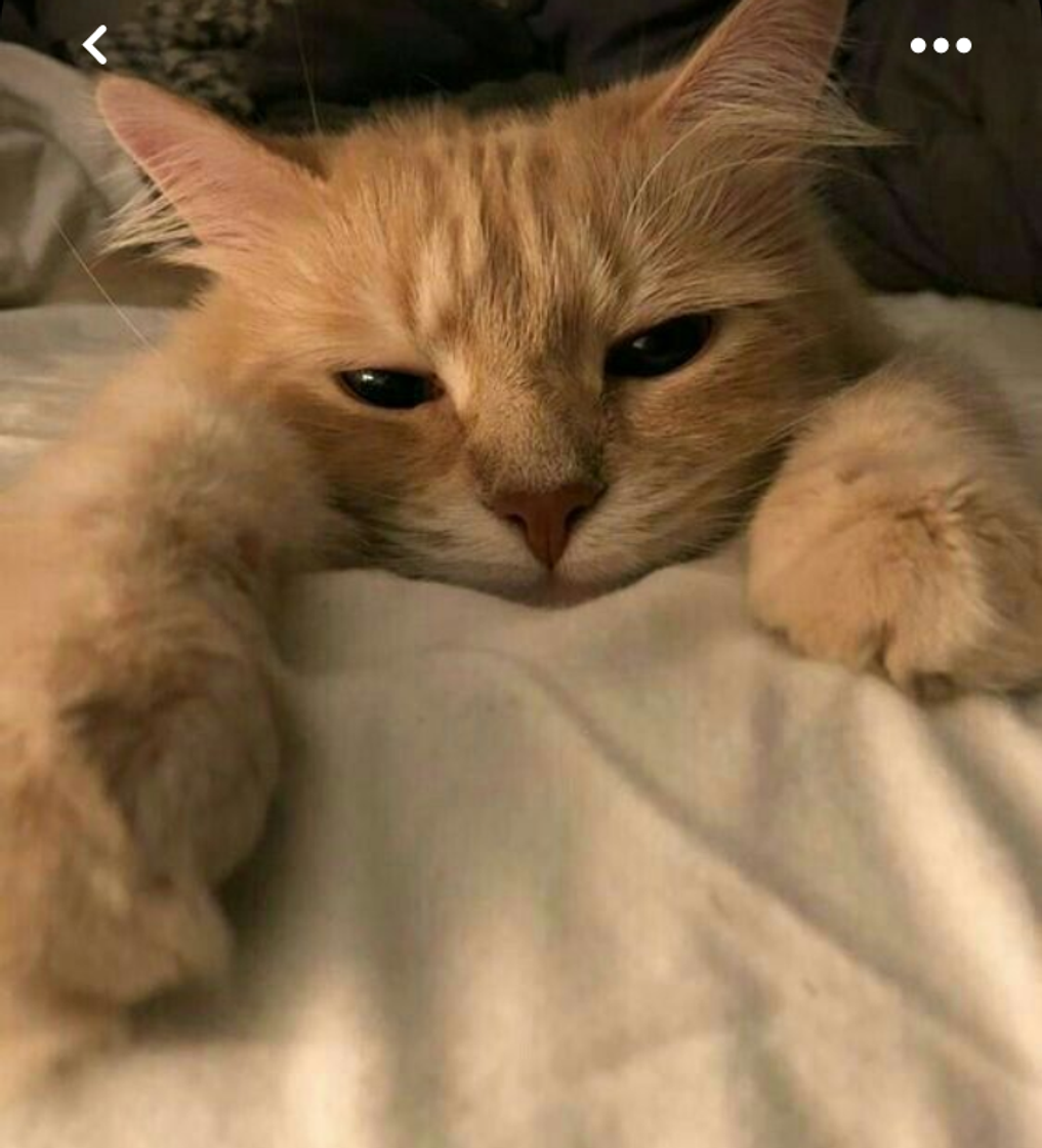 Social Gatinho 😍