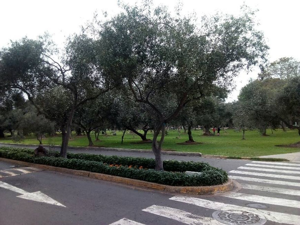 Place Forest El Olivar