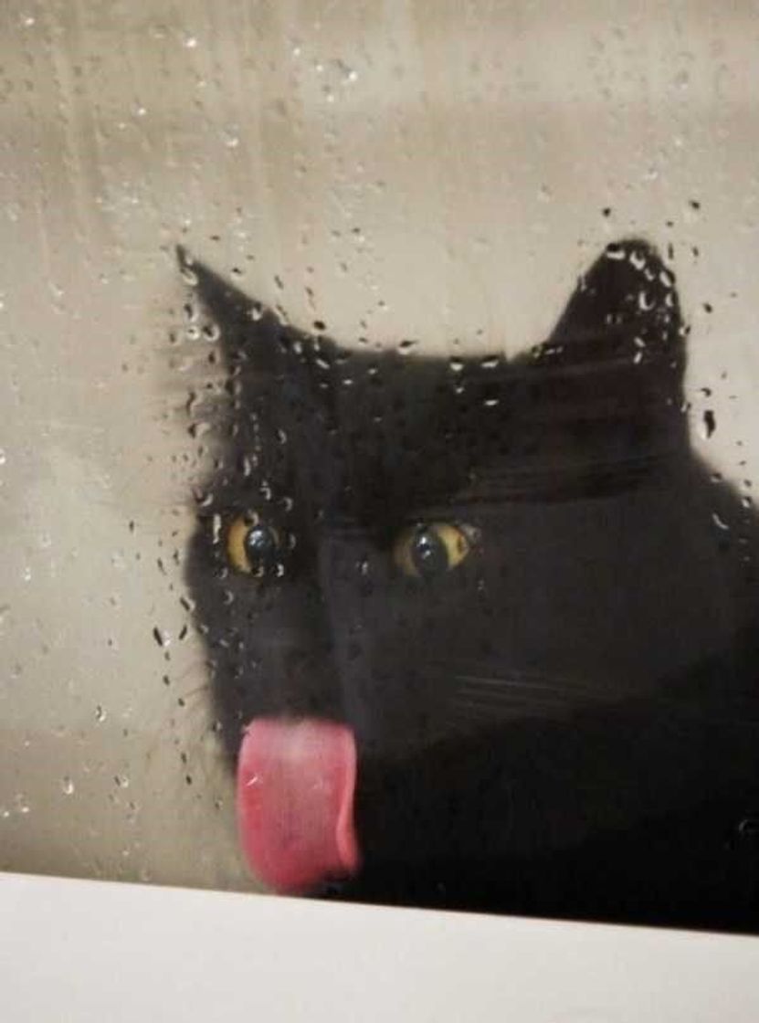 Social Gato sedento 